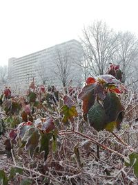 Close-up of fruits on tree against clear sky