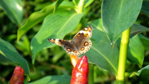 Close-up of butterfly pollinating flower