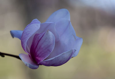 Close-up of purple flower