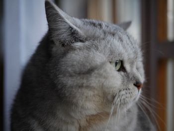 Close-up of a cat looking away