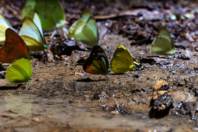 Butterfly on rock
