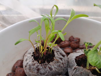 Saplings growing on substrate