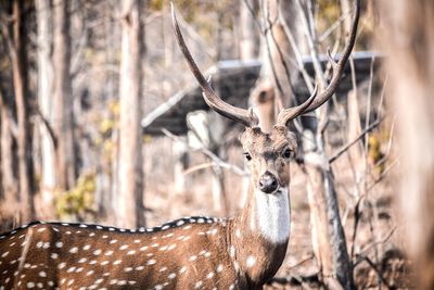 Deer in a forest