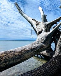 Driftwood on tree by sea against sky