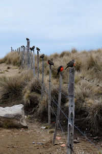 View of birds on land