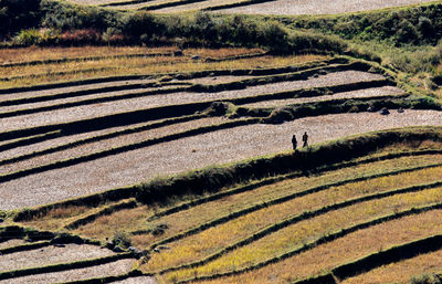 Scenic view of agricultural field