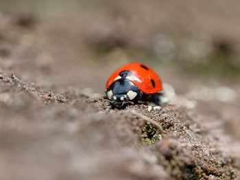 Close-up of ladybug on tree.