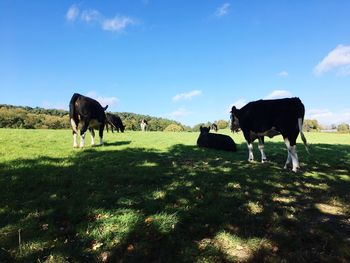 Cows grazing on field against sky