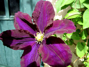 Close-up of purple flower blooming outdoors