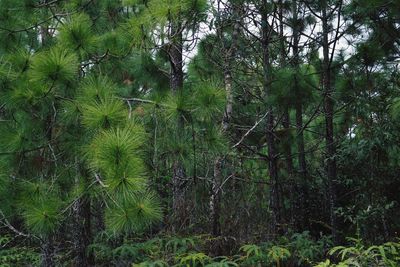 Trees growing in forest