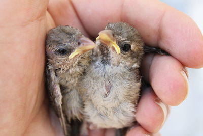 Close-up of hand holding small bird