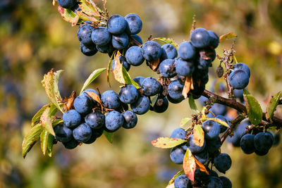 Close-up of blueberries growing on plant outdoors