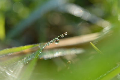 Close-up of raindrops on blade of grass