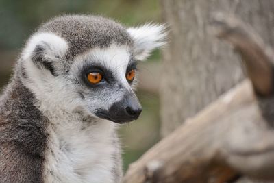 Close-up of lemur looking away