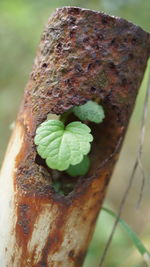 Close-up of dry leaves