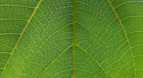 Full frame shot of green leaf
