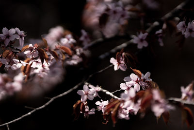 Close-up of pink cherry blossoms