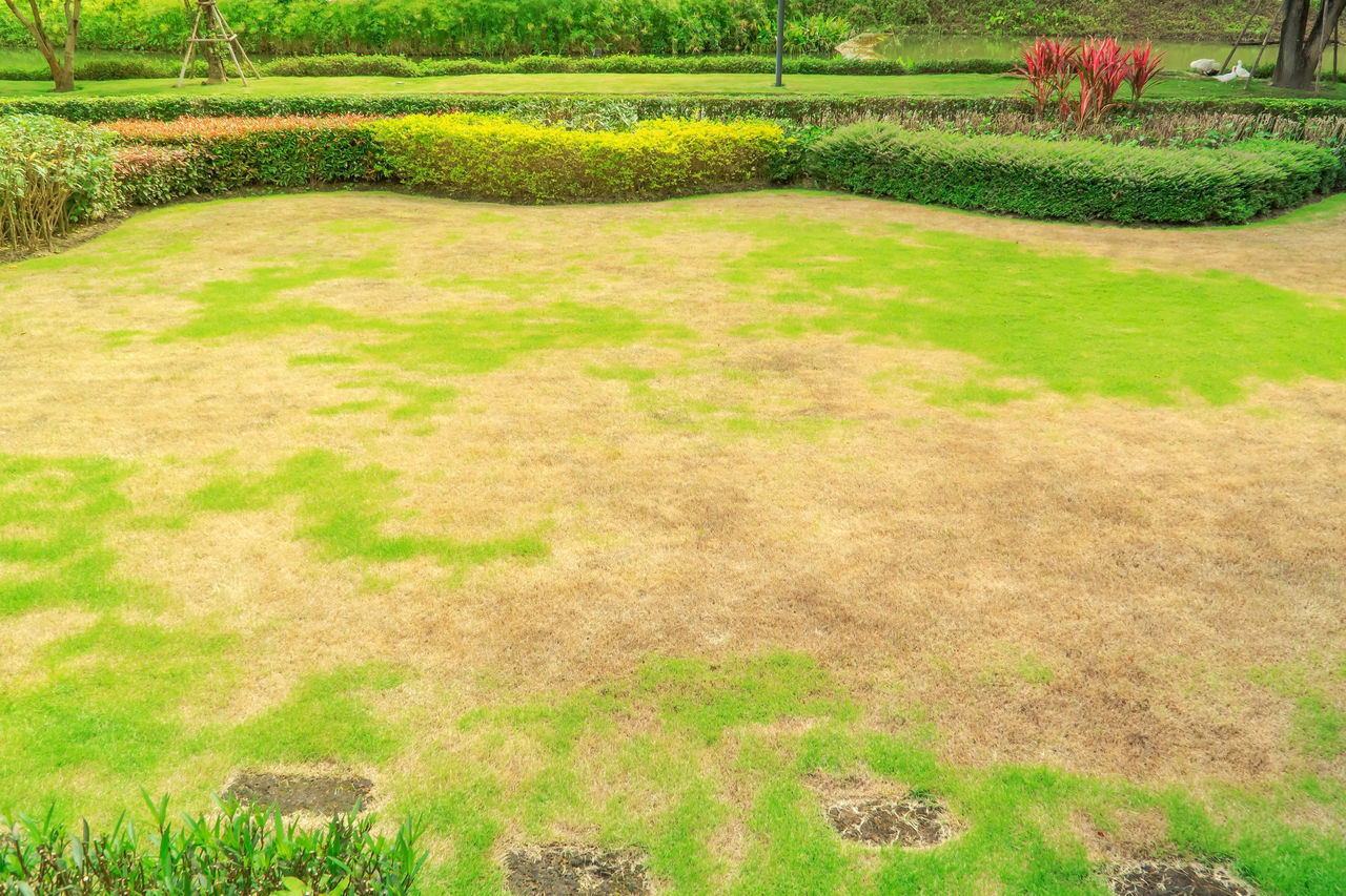 PLANTS GROWING IN LAWN