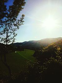 Sun shining through trees