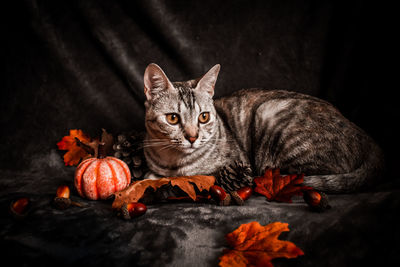 Portrait of cat by orange on black background