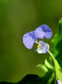 Close-up of purple flowering plant