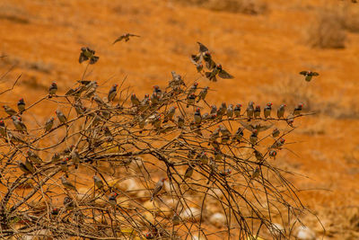 Close-up of dry plants on field during sunset