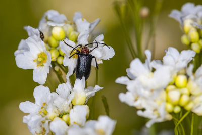 Close-up of insect on white flower