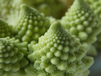 Close-up of green leaf