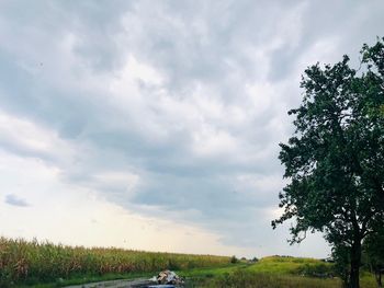 Trees on field against sky