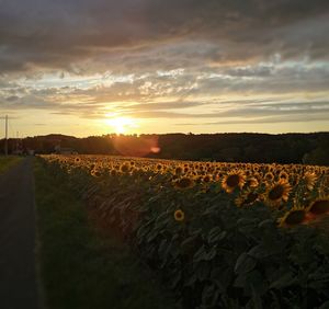 Scenic view of field against sky during sunset