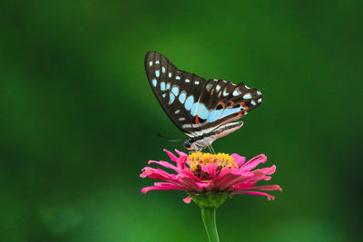 Close-up of butterfly pollinating on pink flower