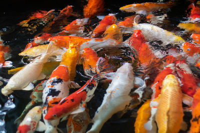 Close-up of koi fish in sea