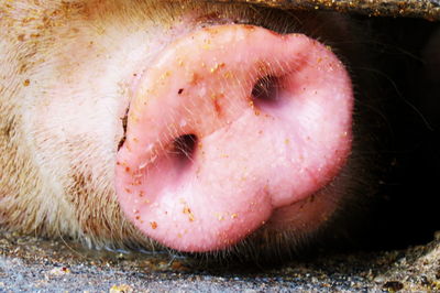 Close-up of a pig nose