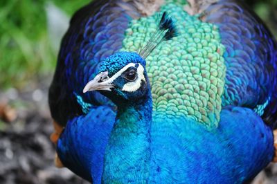 Close-up of peacock