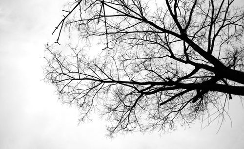 Low angle view of bare tree against sky