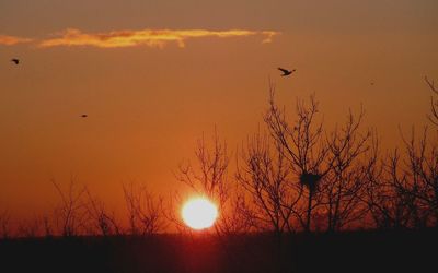 Silhouette of birds at sunset