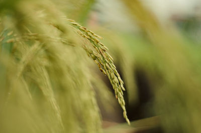 Close-up of wheat growing on field