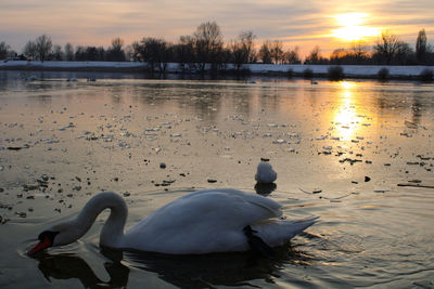 Swans swimming in lake during sunset