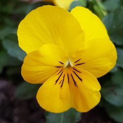 Close-up of yellow flower