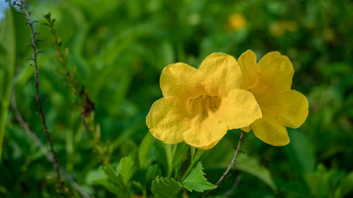 Close-up of yellow flowering plant