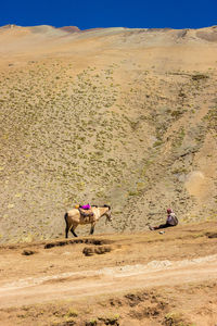 Two dogs in a desert