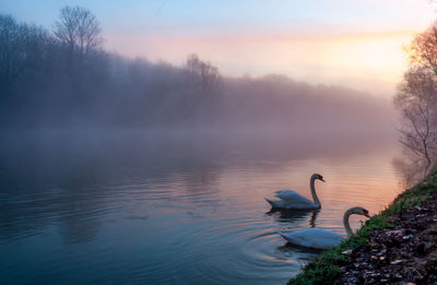 Swan in lake against sky during sunset