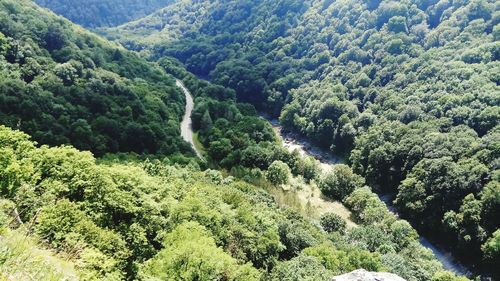 High angle view of trees in forest