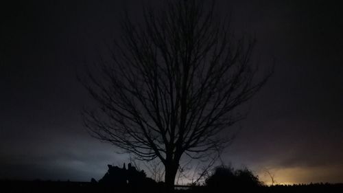 Silhouette bare tree against sky at night