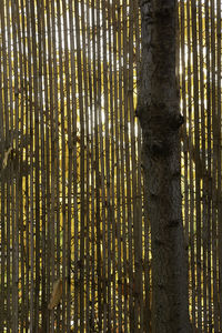 Bamboo trees in the forest