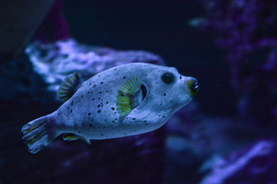 Close-up of fish swimming in aquarium