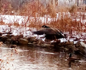 Birds flying over lake