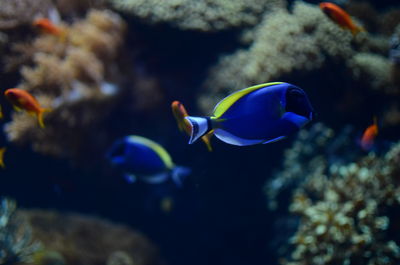 Close-up of fish swimming in aquarium