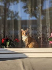 Cat looking through window