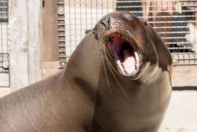 Seal with mouth open at zoo